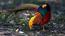 Golden Pheasant