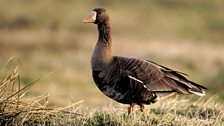 White Fronted Goose