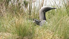 Black-Throated Diver