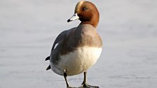 Wigeon