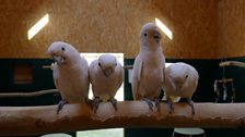 Cockatoos on a branch