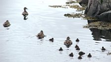 Family Eider Ducks Dalvik Harbour