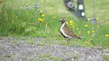 Golden Plover