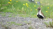 Golden Plover