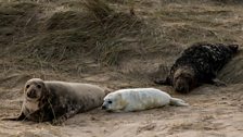 Grey seal cow, pup and bull