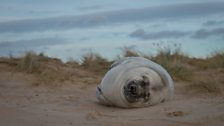 Sleeping grey seal pup