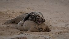 Possessive grey seal bull attempts to mate with cow