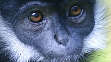 The Francois Langur at Belfast Zoo