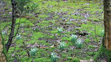 Early Snowdrops