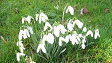 Snowdrop Sunday