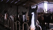 Andy's horses