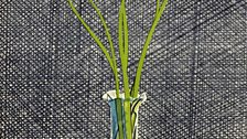 David Hockney: Lillies, 1971, Lithograph