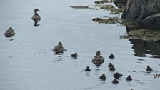 Eider ducks and ducklings in the harbour