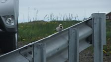 Snow Bunting on Grimsey