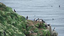 Puffins on the cliffs around Grimsey