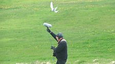 Chris Watson being mobbed by an Arctic Tern as he tries to record amongst a breeding colony