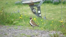 Golden Plover