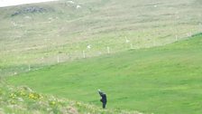 Arctic terns flying around Chris Watson in a breeding colony, Grimsey