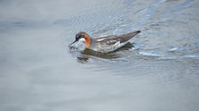 Red-necked Phalarope