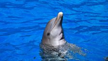 A bottlenose dolphin