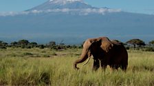 An African elephant in Amboseli, Kenya