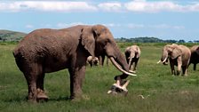 African elephants with skulls of other elephants in Amboseli, Kenya