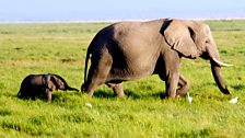 African elephants in Amboseli, Kenya