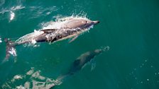 Common dolphins