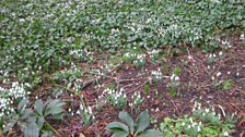 Some of the snowdrops at Walsingham Abbey