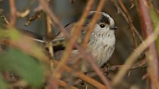 Long-Tailed Tit