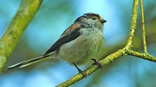 Long-Tailed Tit