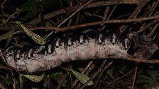 Result of a successful long-tailed tit roost stakeout