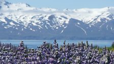 Lupins and snow capped mountains - Iceland in spring.