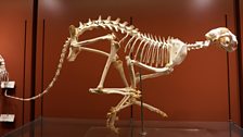 Cheetah skeleton