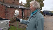 Barn owls in Cheshire