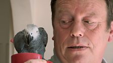 Alfie the parrot and Cliff