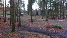 A final resting place? The forested slopes of the Sustainability Centre