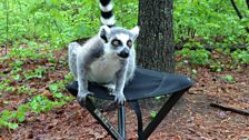 Ringtailed lemur on a stool