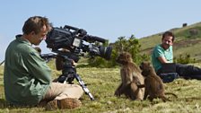 Filming geladas