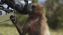 Gelada looking down the lens