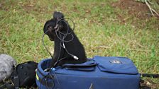 A bonobo investigates some cables