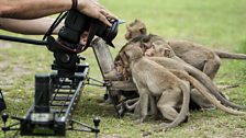 Macaques looking in a mirror