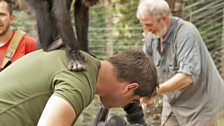 Mark with a bonobo