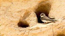 Sand Martin