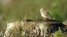 Woodlark