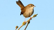 Cetti's Warbler