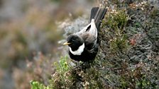 Ring Ouzel