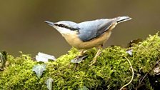 Nuthatch