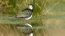 Lapwing