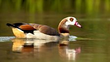 Egyptian Goose